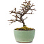 Cotoneaster horizontalis, 12,5 cm, ± 5 years old