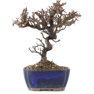 Cotoneaster horizontalis, 15,5 cm, ± 5 años