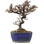 Cotoneaster horizontalis, 15,5 cm, ± 5 Jahre alt