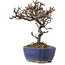 Cotoneaster horizontalis, 15,5 cm, ± 5 anni