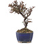 Cotoneaster horizontalis, 15,5 cm, ± 5 Jahre alt