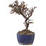 Cotoneaster horizontalis, 15,5 cm, ± 5 years old