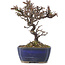 Cotoneaster horizontalis, 15,5 cm, ± 5 anni