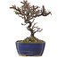 Cotoneaster horizontalis, 15,5 cm, ± 5 years old