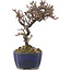 Cotoneaster horizontalis, 15,5 cm, ± 5 anni