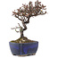 Cotoneaster horizontalis, 15,5 cm, ± 5 jaar oud