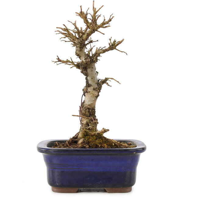 Ulmus parvifolia Nire, 16 cm, ± 6 anni