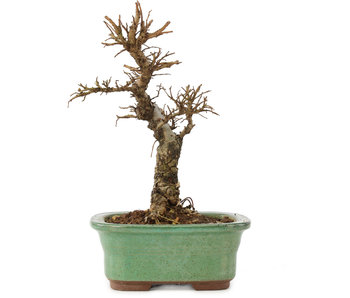 Ulmus parvifolia Nire, 17 cm, ± 6 Jahre alt