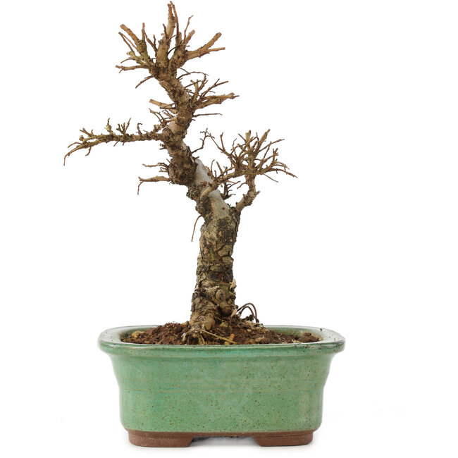 Ulmus parvifolia Nire, 17 cm, ± 6 anni