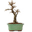 Ulmus parvifolia Nire, 17 cm, ± 6 jaar oud