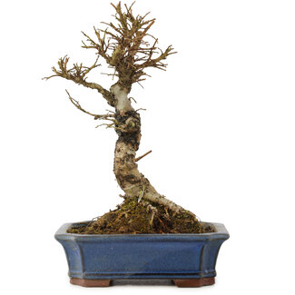 Ulmus parvifolia Nire, 18 cm, ± 6 Jahre alt