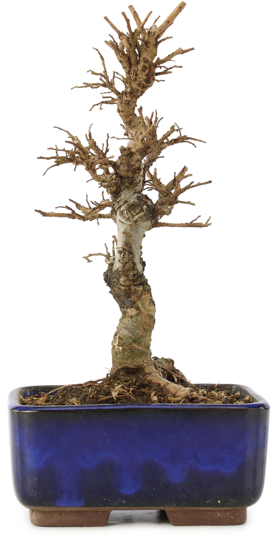 Olmo di corteccia di sughero con foglie piccole, 17 cm, ± 8 anni - Bonsai  Plaza