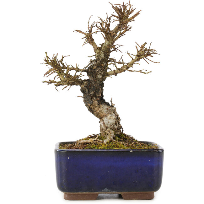 Ulmus parvifolia Nire, 16 cm, ± 6 Jahre alt