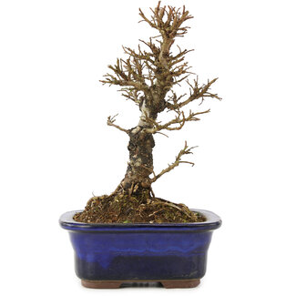 Ulmus parvifolia Nire, 16 cm, ± 6 ans