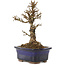 Ulmus parvifolia Nire, 16 cm, ± 6 ans