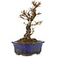 Ulmus parvifolia Nire, 16 cm, ± 6 ans