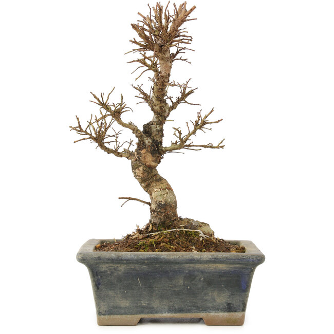 Ulmus parvifolia Nire, 18 cm, ± 6 anni