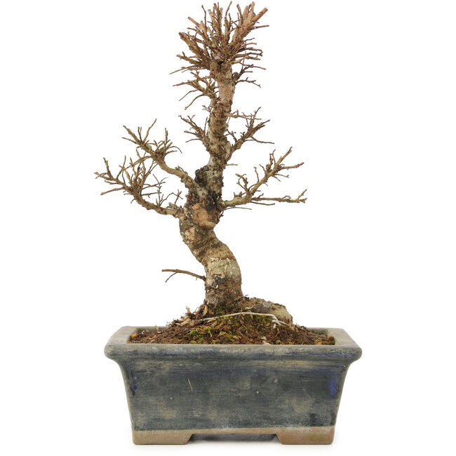 Ulmus parvifolia Nire, 18 cm, ± 6 jaar oud