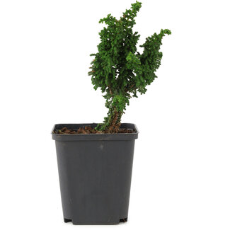 Chamaecyparis obtusa Sekka hinoki, 13 cm, ± 3 anni