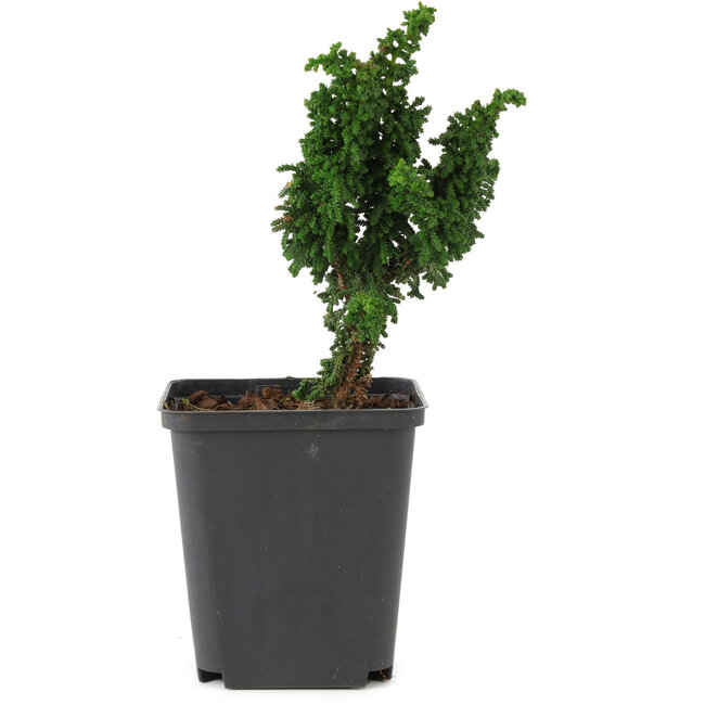Chamaecyparis obtusa Sekka hinoki, 13 cm, ± 3 años, muy buen material para un bonsái estilo bosque (yose-ue)