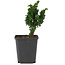 Chamaecyparis obtusa Sekka hinoki, 13 cm, ± 3 years old, extremely good material for a forest style bonsai (yose-ue)