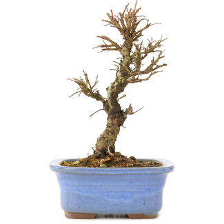 Ulmus parvifolia Nire, 16 cm, ± 6 years old