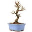 Ulmus parvifolia Nire, 16 cm, ± 6 years old