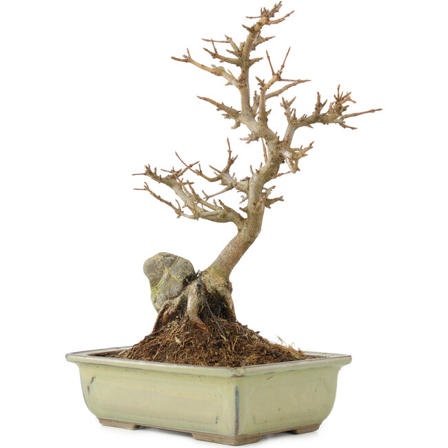 Acer buergerianum, 27 cm, ± 10 ans