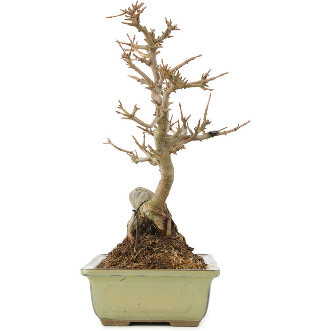 Acer buergerianum, 27 cm, ± 10 ans