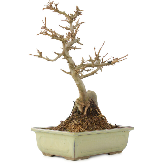 Acer buergerianum, 27 cm, ± 10 anni