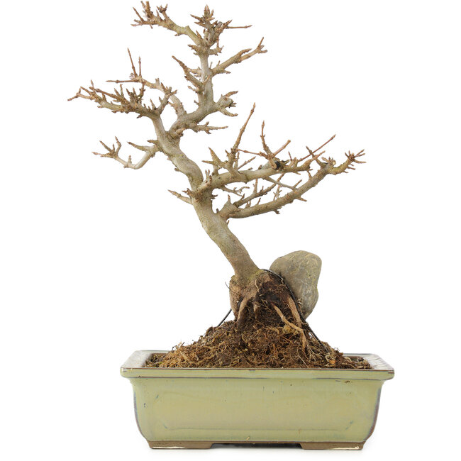 Acer buergerianum, 27 cm, ± 10 ans