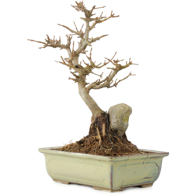 Acer buergerianum, 27 cm, ± 10 ans