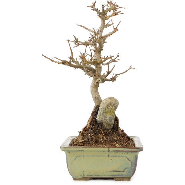 Acer buergerianum, 27 cm, ± 10 anni