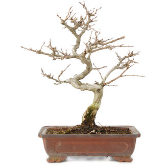 Carpinus coreana, 25 cm, ± 15 jaar oud