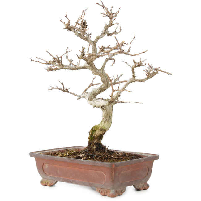 Carpinus coreana, 25 cm, ± 15 anni