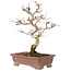 Carpinus coreana, 25 cm, ± 15 Jahre alt