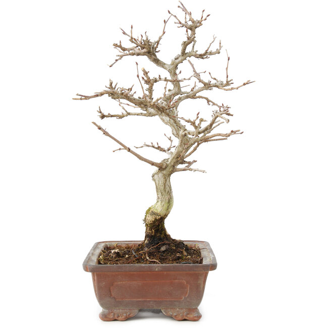 Carpinus coreana, 25 cm, ± 15 anni