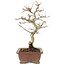 Carpinus coreana, 25 cm, ± 15 Jahre alt