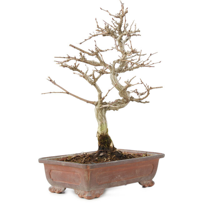 Carpinus coreana, 25 cm, ± 15 years old