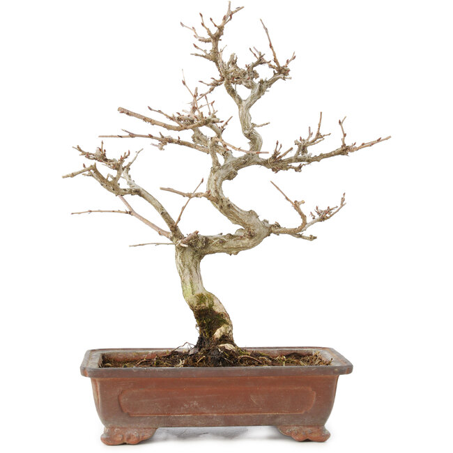 Carpinus coreana, 25 cm, ± 15 jaar oud