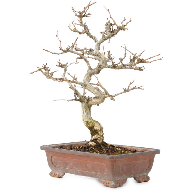 Carpinus coreana, 25 cm, ± 15 years old
