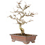 Carpinus coreana, 25 cm, ± 15 ans
