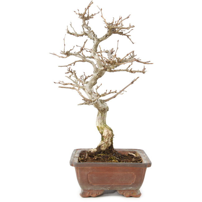 Carpinus coreana, 25 cm, ± 15 ans