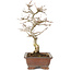 Carpinus coreana, 25 cm, ± 15 jaar oud