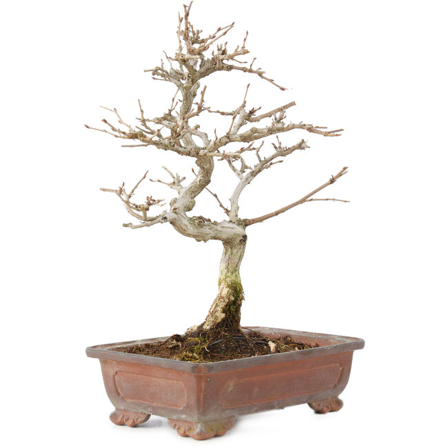 Carpinus coreana, 25 cm, ± 15 anni