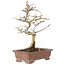 Carpinus coreana, 25 cm, ± 15 ans