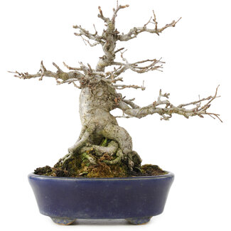 Pourthiaea villosa Decne, 19 cm, ± 30 Jahre alt