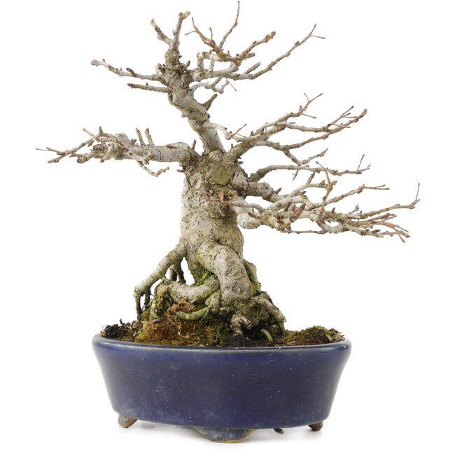 Pourthiaea villosa Decne, 19 cm, ± 30 years old, with red berries in the autumn