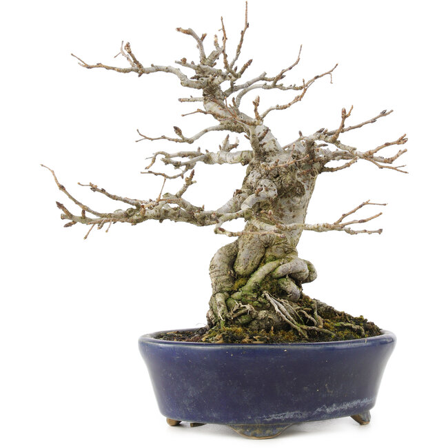 Pourthiaea villosa Decne, 19 cm, ± 30 jaar oud, met rode bessen in het najaar