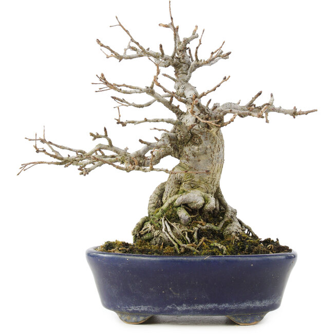 Pourthiaea villosa Decne, 19 cm, ± 30 jaar oud, met rode bessen in het najaar